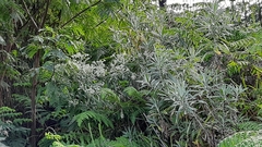 Anaphalis longifolia