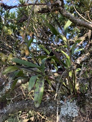 Polystachya transvaalensis