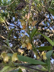 Polystachya transvaalensis