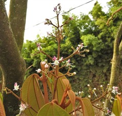 Miconia caudata