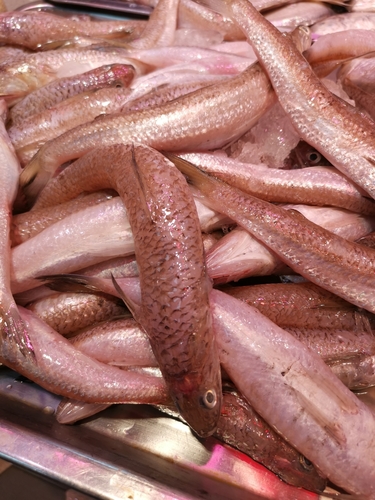 Bathysauropsis malayanus