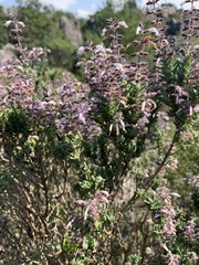 Syncolostemon albiflorus