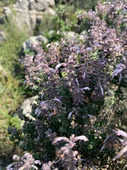 Syncolostemon albiflorus