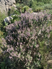 Syncolostemon albiflorus