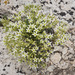 Nuttall's Sandwort - Photo (c) Tim Messick, some rights reserved (CC BY-NC), uploaded by Tim Messick