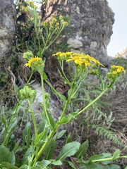 Senecio coronatus