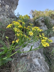 Senecio coronatus