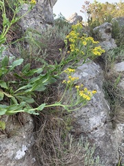 Senecio coronatus