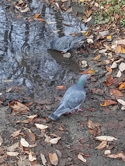 Columba livia domestica