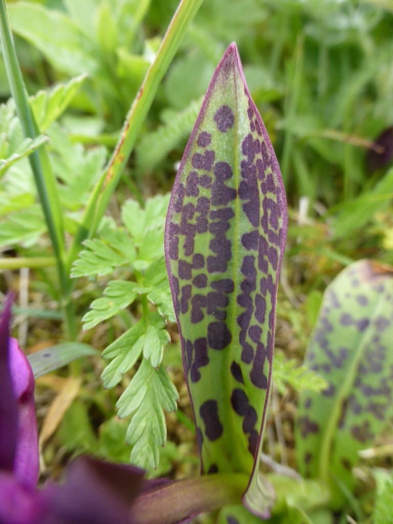 Dactylorhiza aristata (Fisch. ex Lindl.) Soó 3