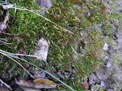 Aloina aloides