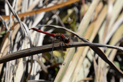 Sympetrum darwinianum