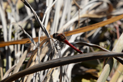 Sympetrum darwinianum