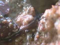 Nemertopsis bivittata