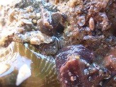 Nemertopsis bivittata