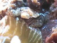 Nemertopsis bivittata