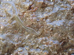Nemertopsis bivittata