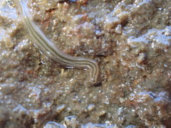 Nemertopsis bivittata