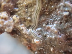 Nemertopsis bivittata
