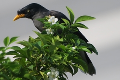 Acridotheres javanicus