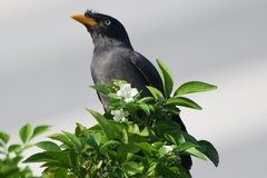 Acridotheres javanicus