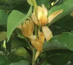 Magnolia champaca