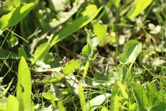 Ischnura aurora aurora