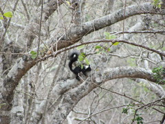Sciurus stramineus