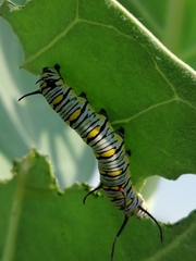 Danaus chrysippus