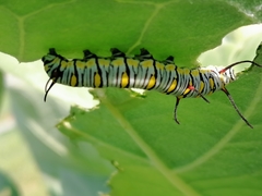 Danaus chrysippus