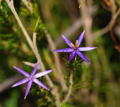 Calectasia intermedia