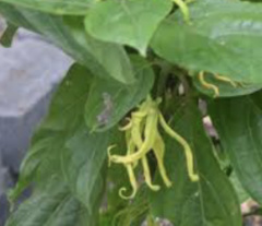 Cananga odorata