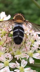 Leucozona glaucia