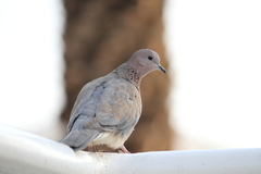 Streptopelia senegalensis