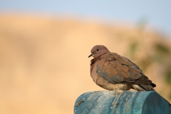 Streptopelia senegalensis