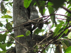 Sciurus stramineus
