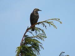 Sturnus vulgaris