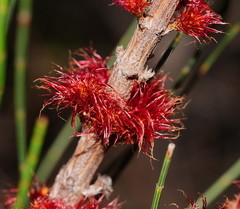 Allocasuarina mackliniana