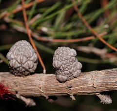 Allocasuarina mackliniana