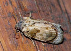 Paracroria major