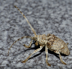 Crossotus stypticus