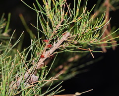 Allocasuarina mackliniana