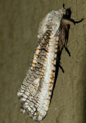 Azygophleps inclusa