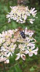 Leucozona glaucia