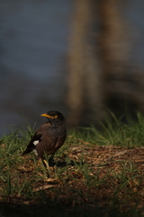 Acridotheres tristis
