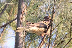 Streptopelia senegalensis