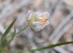 Ptilotus erubescens