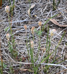 Ptilotus erubescens