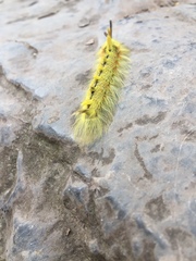 Apatelodidae