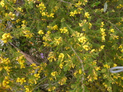 Pultenaea graveolens